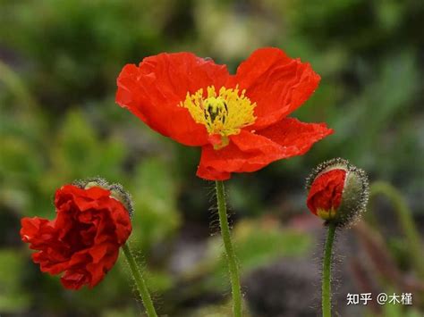 虞美人 花語|虞美人的花语是什么？虞美人的寓意和象征